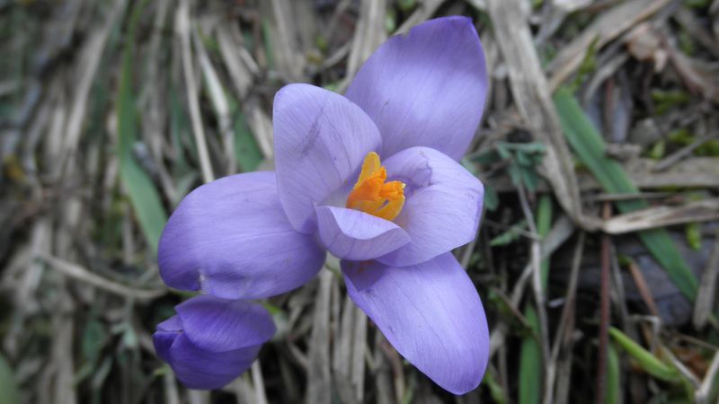 Crocus vernus?